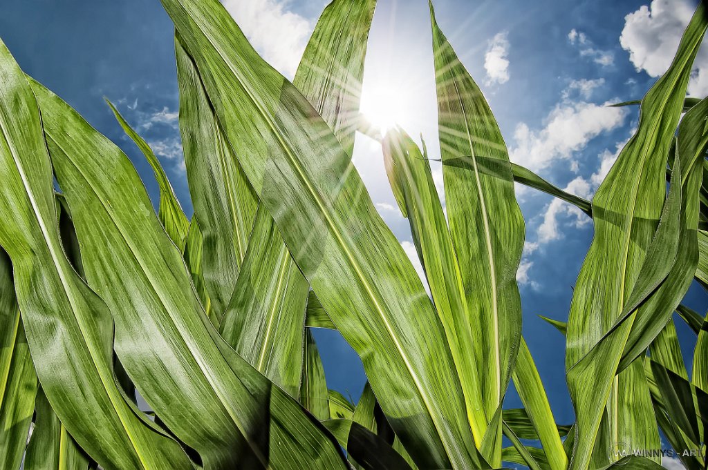 Mais und Sonne – Naturfotografie von Winnys Art